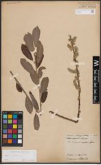 Foto von Salix cinerea L.
